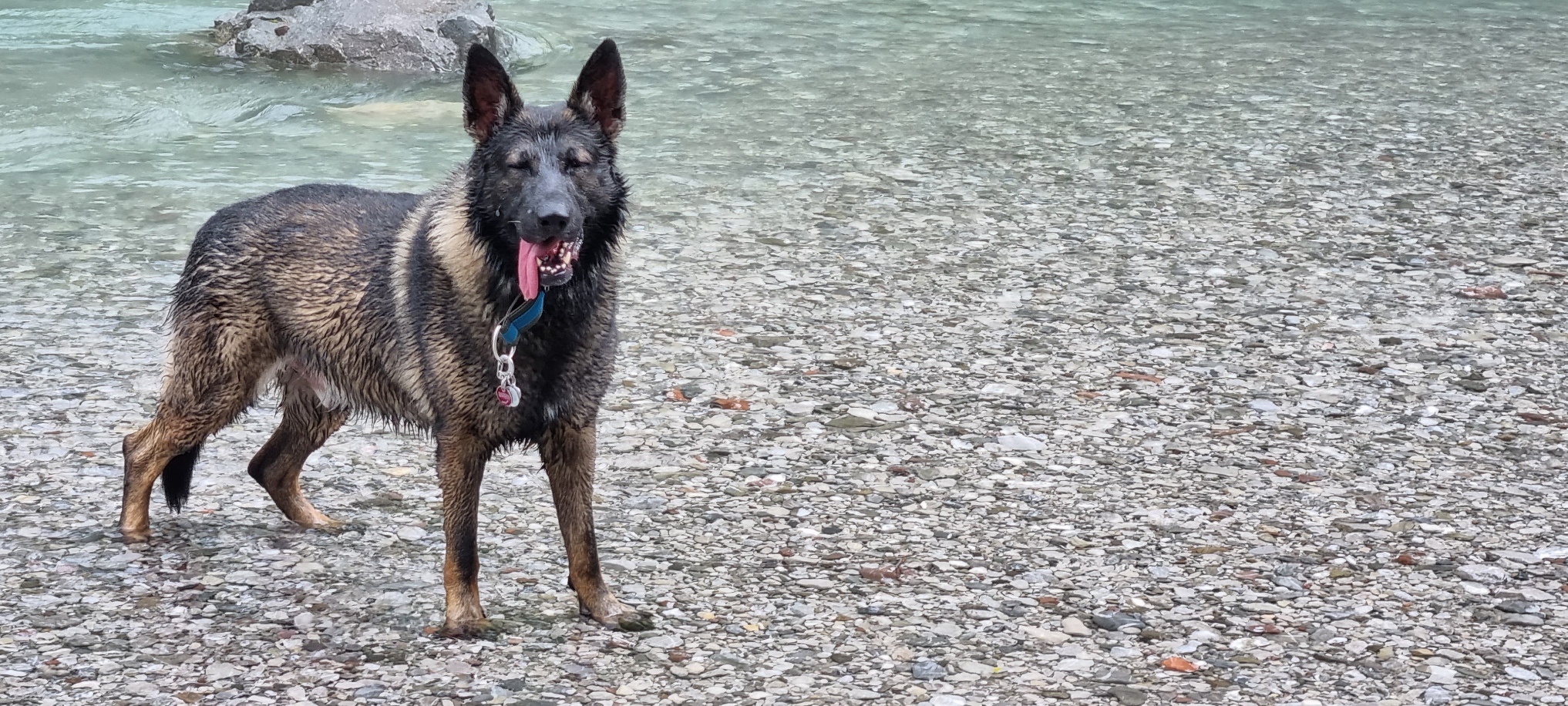 Loki runter von der Couch