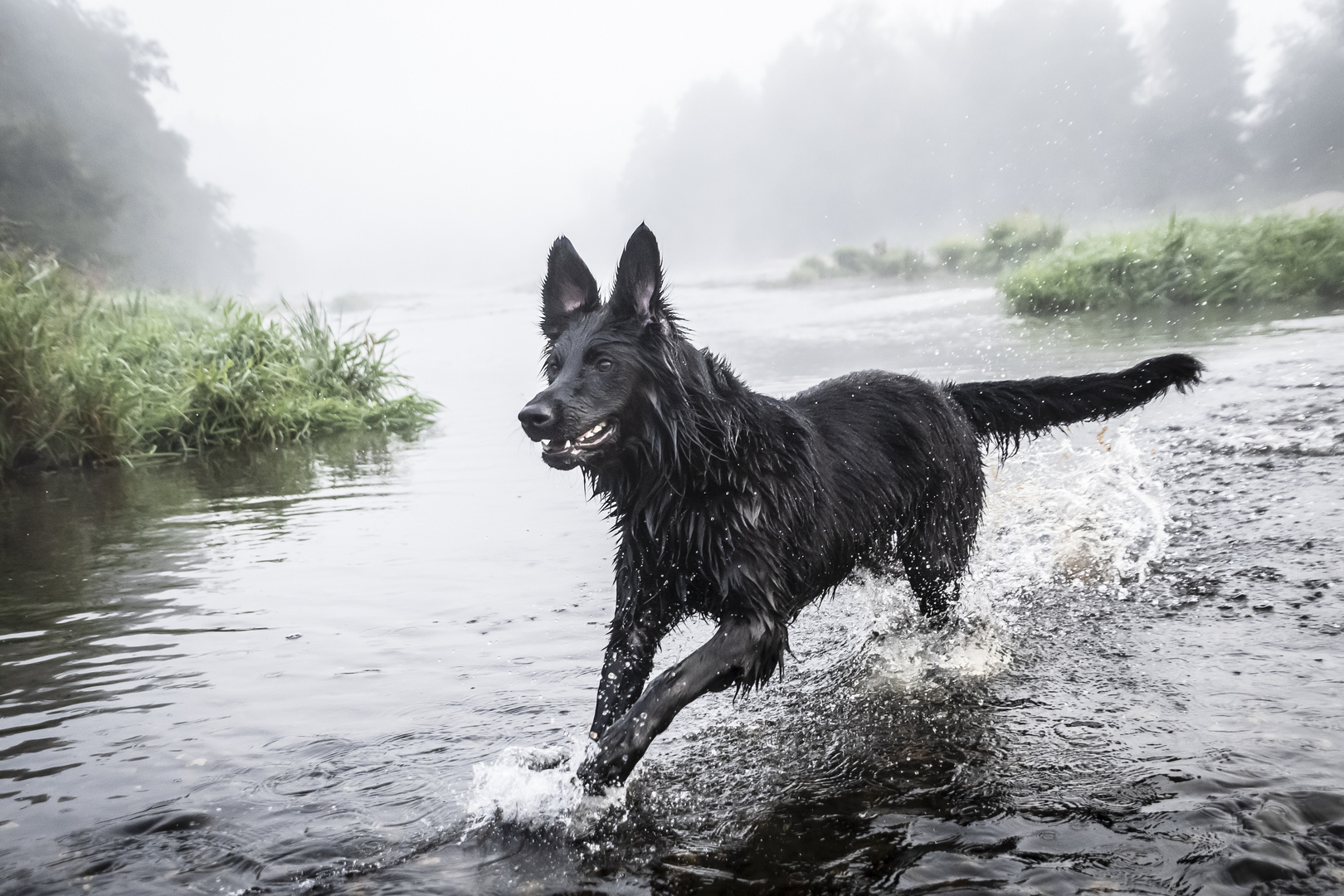 Loki spielt im Wasser