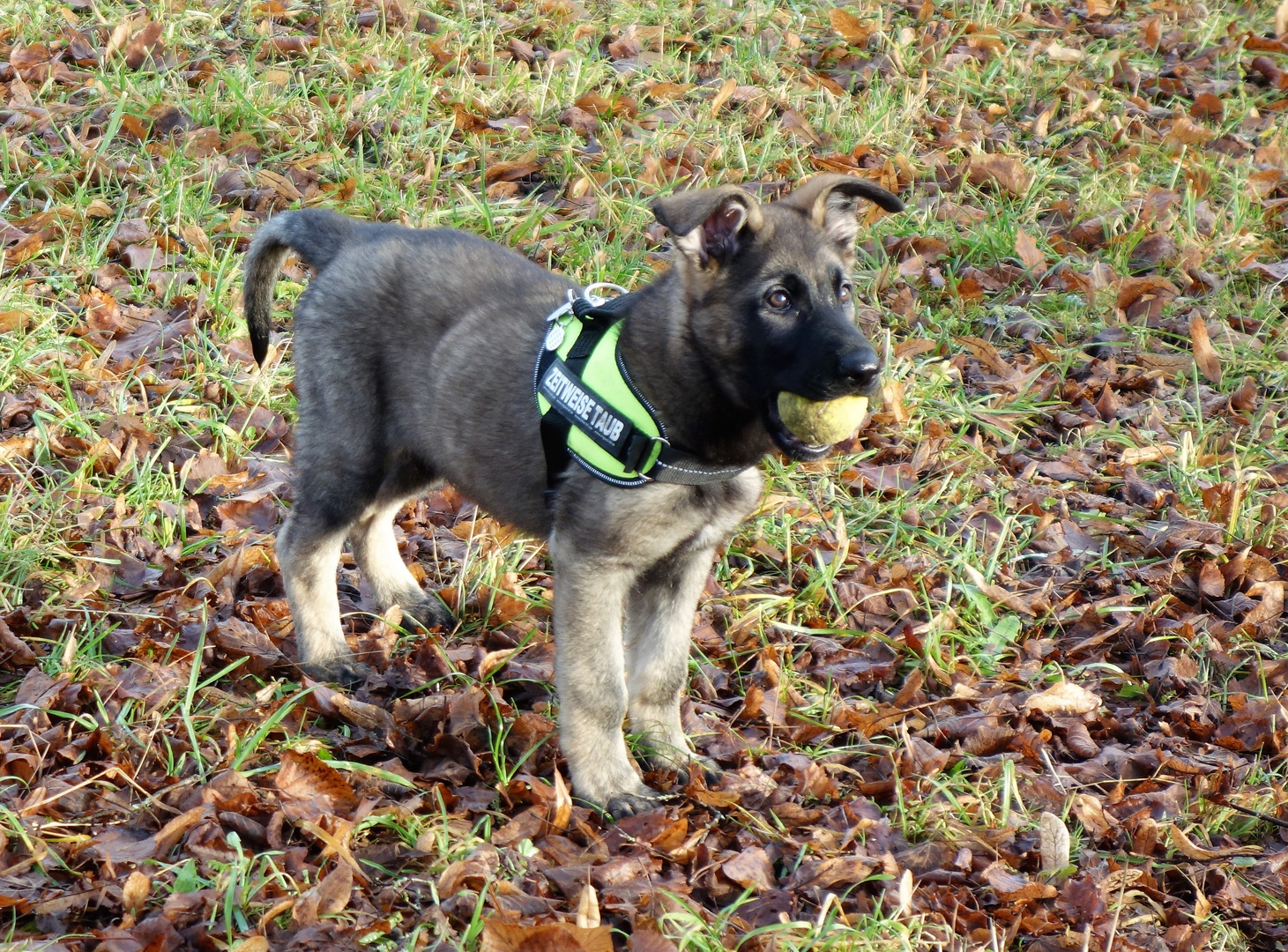 Loki unser neuer Begleiter DSH