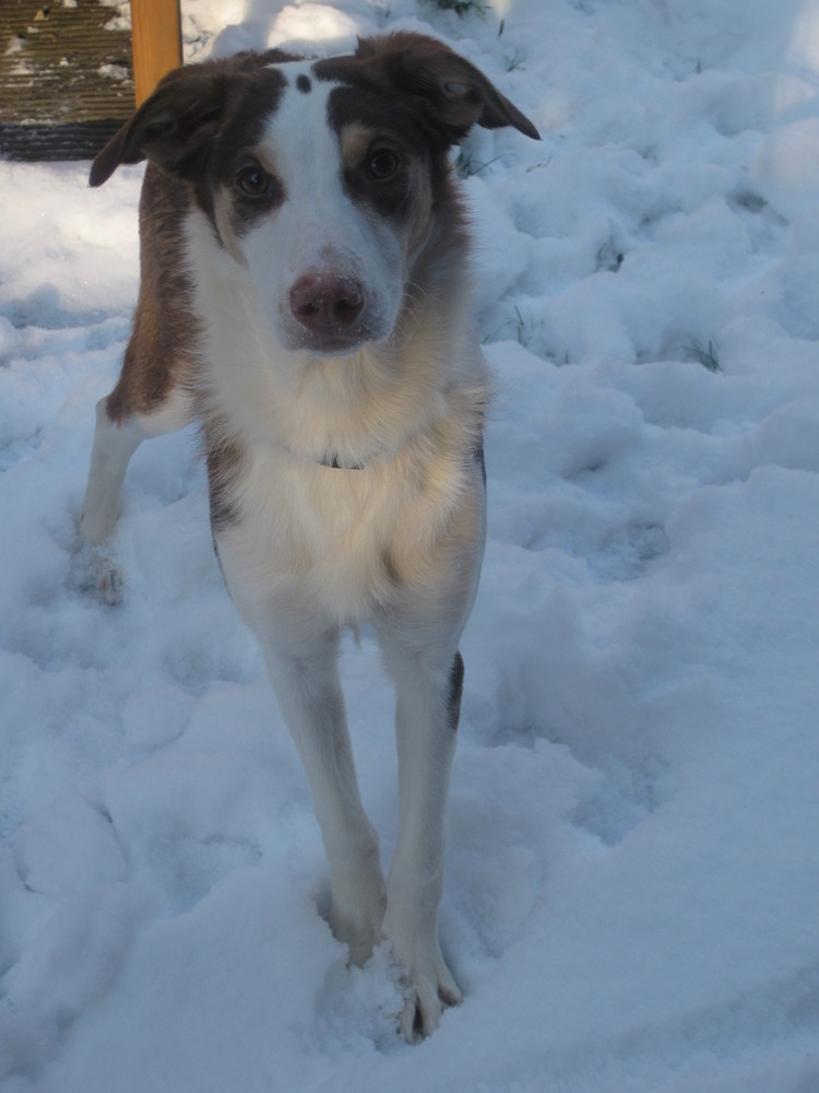 Lola der Hund Foto & Bild archiv projekte naturchannel, naturprojekte