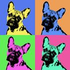 LOLA eine französische Bulldogge im Andy Warhol Stil