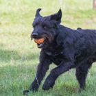 Lola hat Spaß und Ball