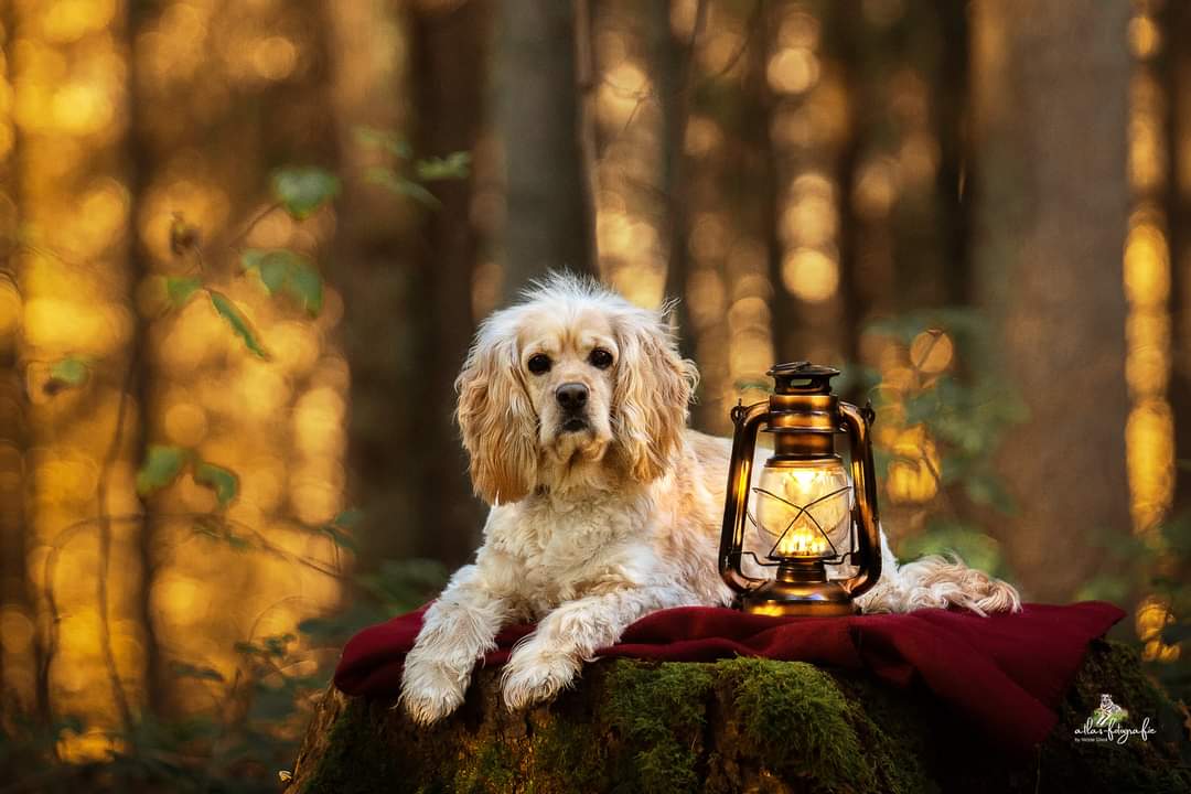 Lola im Wald - Lola in the forest 