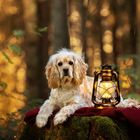 Lola im Wald - Lola in the forest 