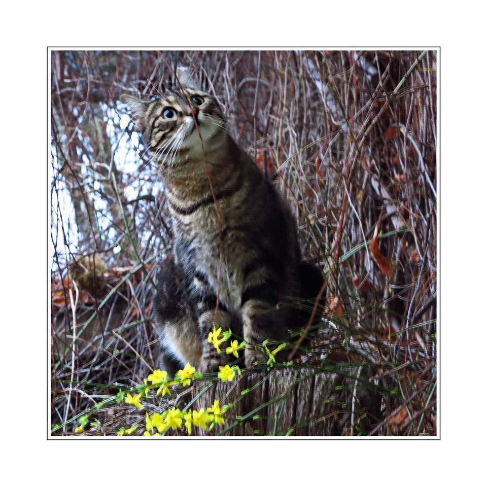 Lola (street cat from Athens),