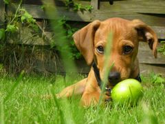 lola und der apfel