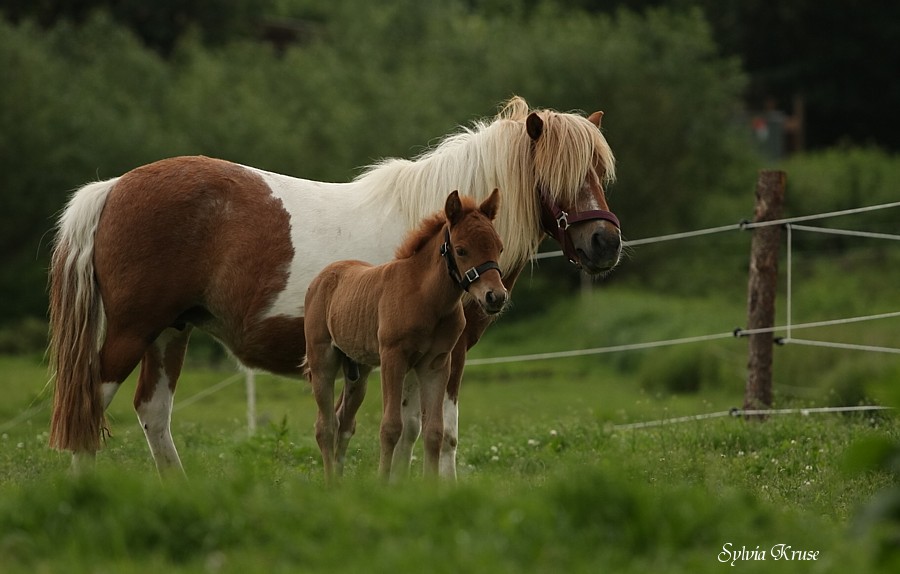 Lola und Turbo