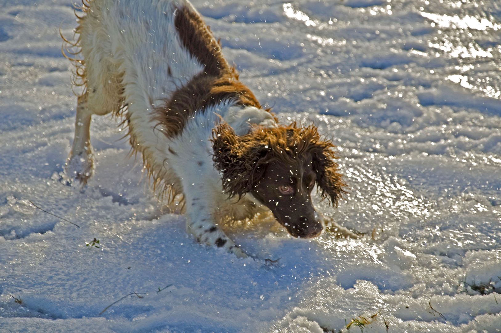 Lola, uno springer che adora la neve