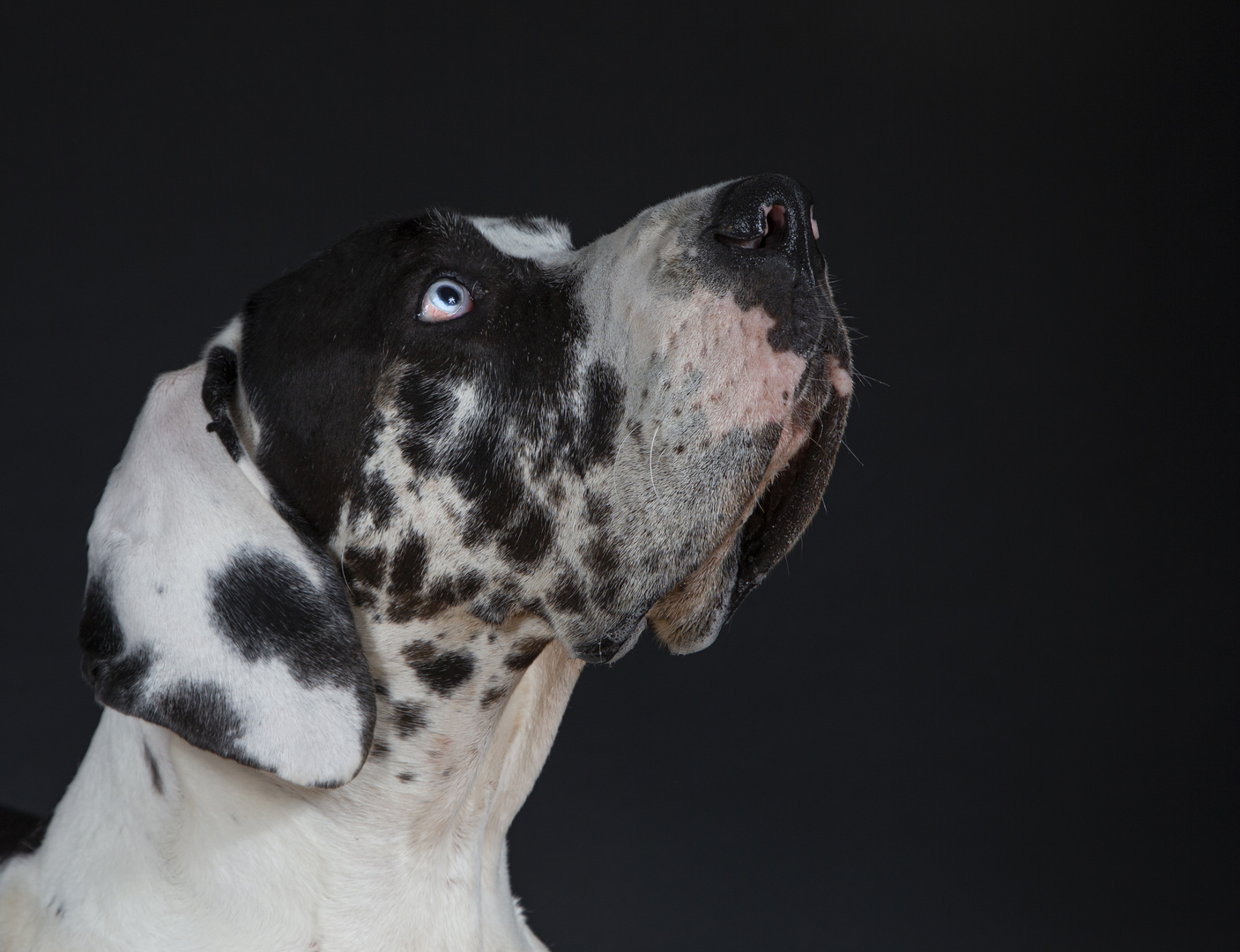 Lola was für ein Hund