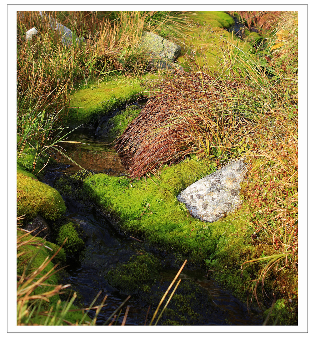 Lolenmoor im Herbst