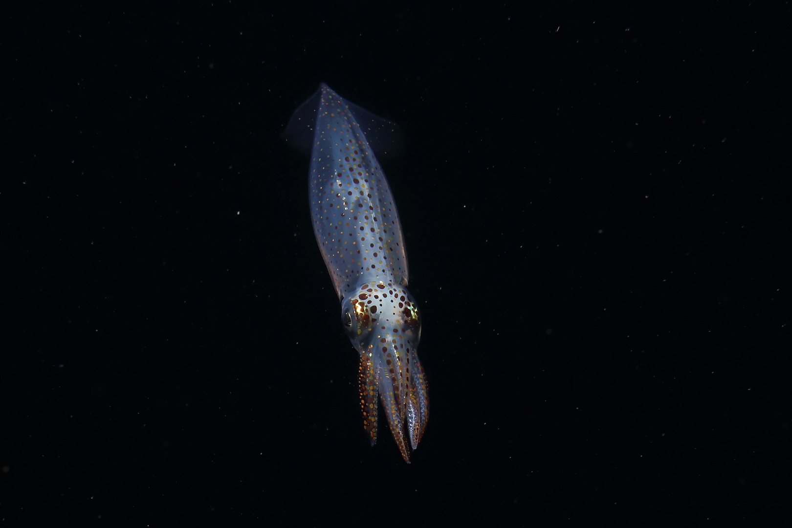 Loligo vulgaris baltic sea