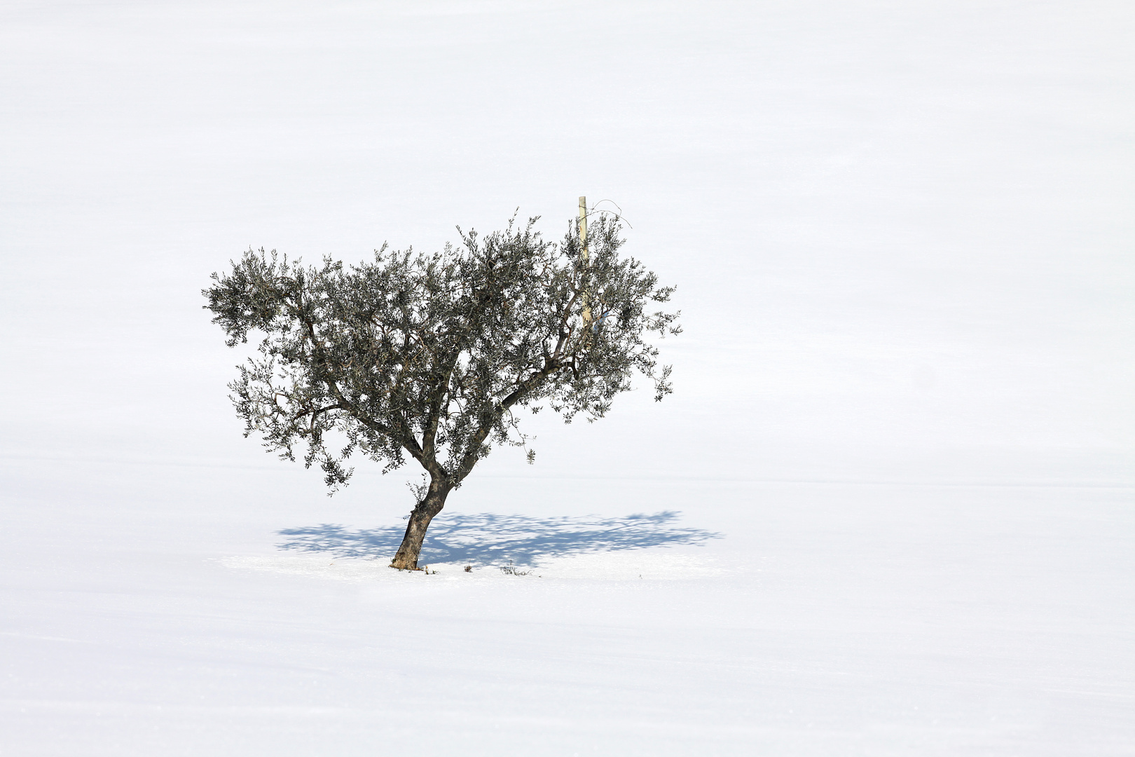 L'olio a riposo