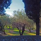 L’oliveraie des Arènes de Cimiez