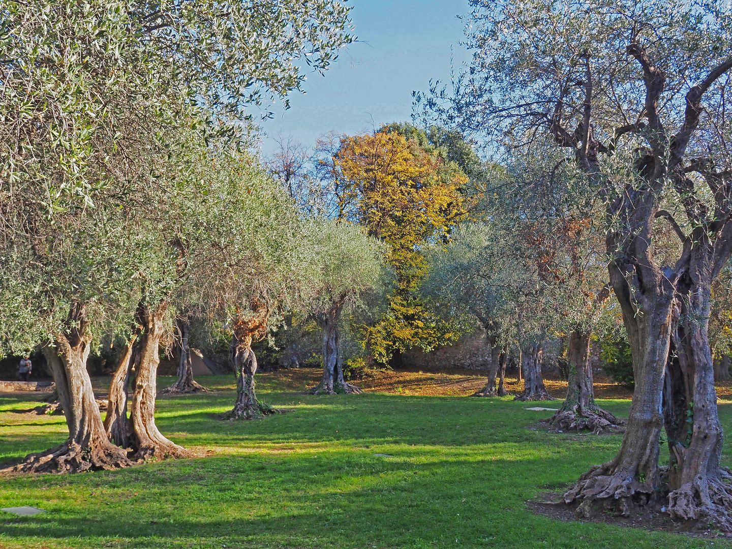 L’oliveraie du parc des Arènes de Cimiez