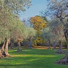 L’oliveraie du parc des Arènes de Cimiez