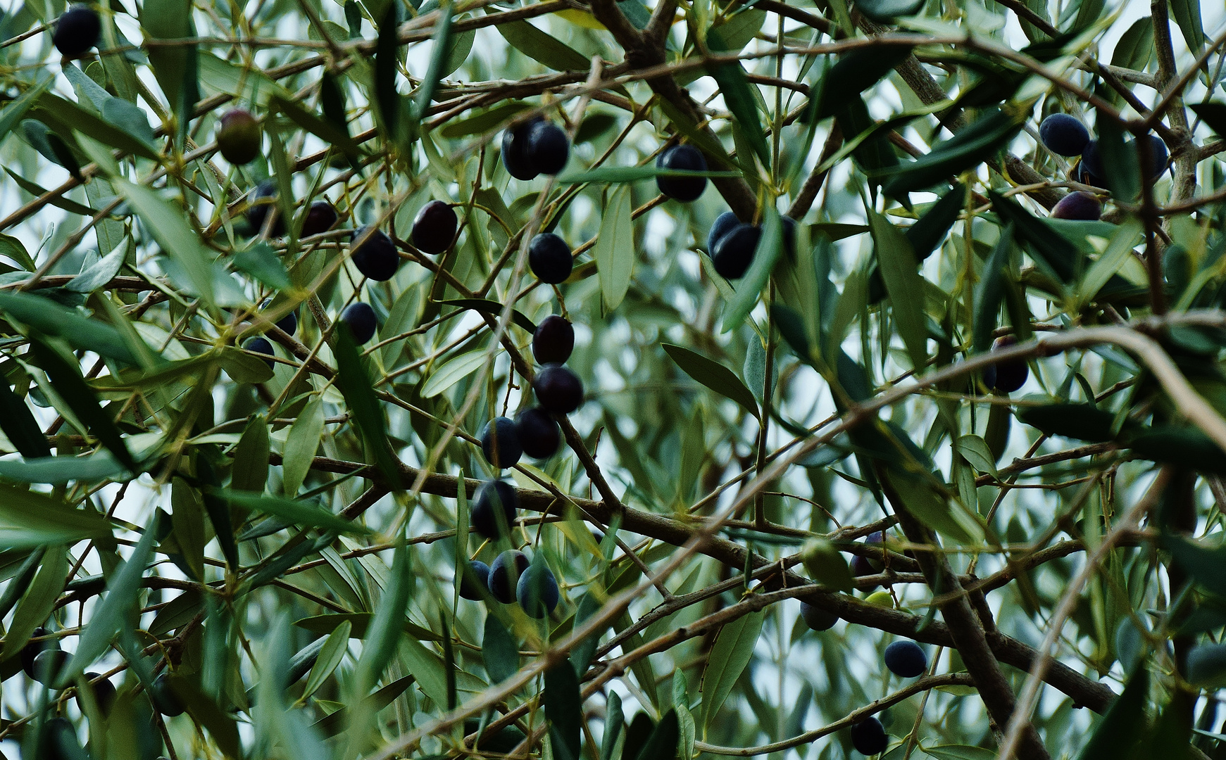 L'olivier.