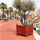 L'olivier du port