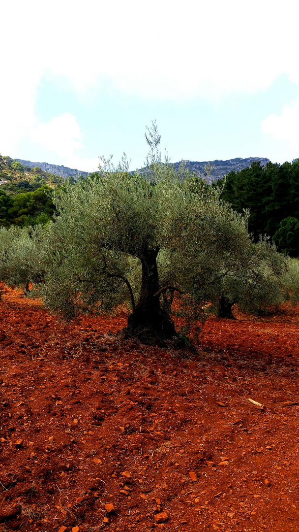 L'OLIVIER  MAJESTUEUX sur TERRE Rouge... DEHESA ANDALUZA - MARBELLA del MAR