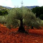 L'OLIVIER  MAJESTUEUX sur TERRE Rouge... DEHESA ANDALUZA - MARBELLA del MAR