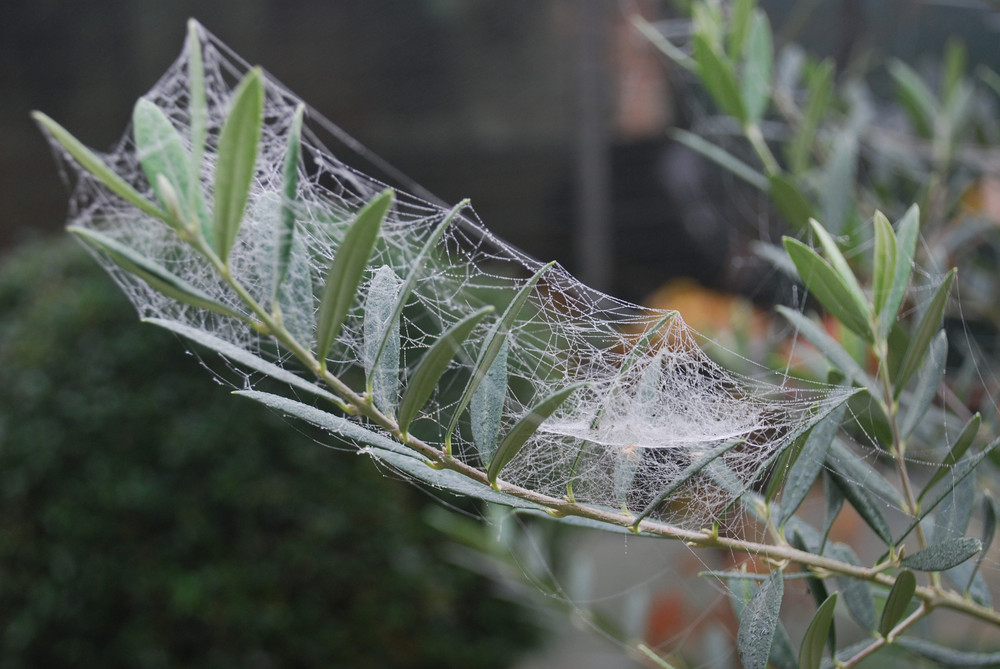 L'olivo in una mattinata di novembre.