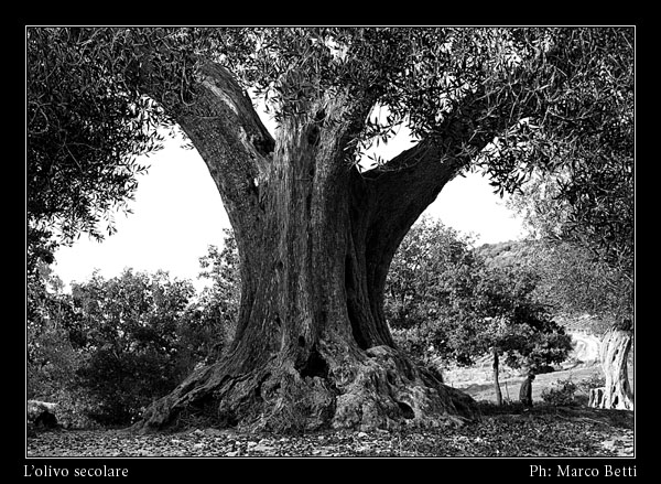 L'olivo secolare