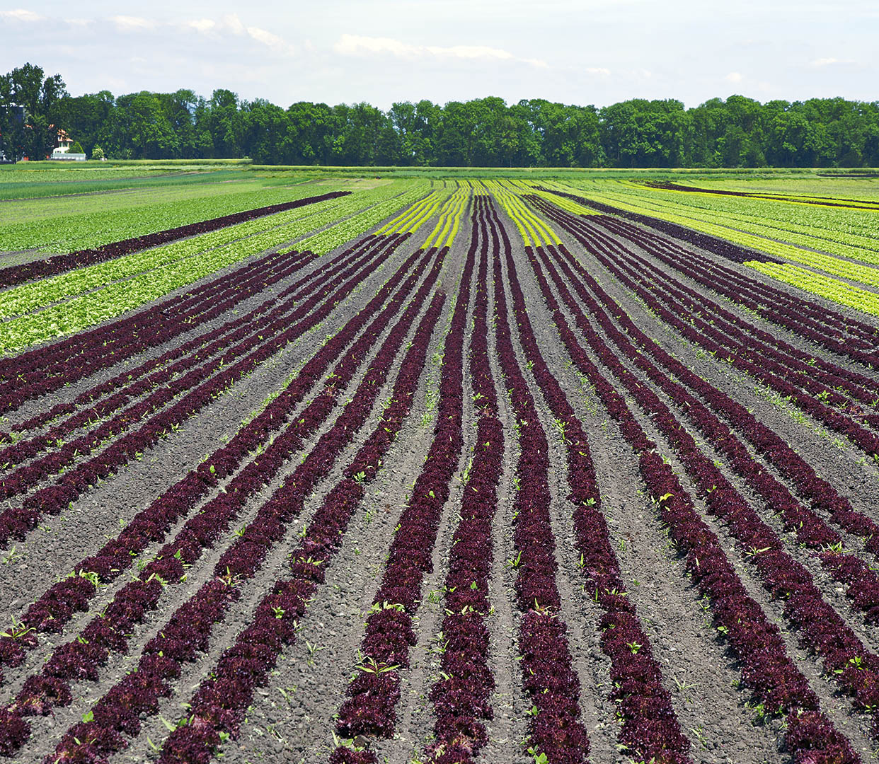 Lollo Rosso im Grossen Moos