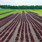 Lollo Rosso im Grossen Moos