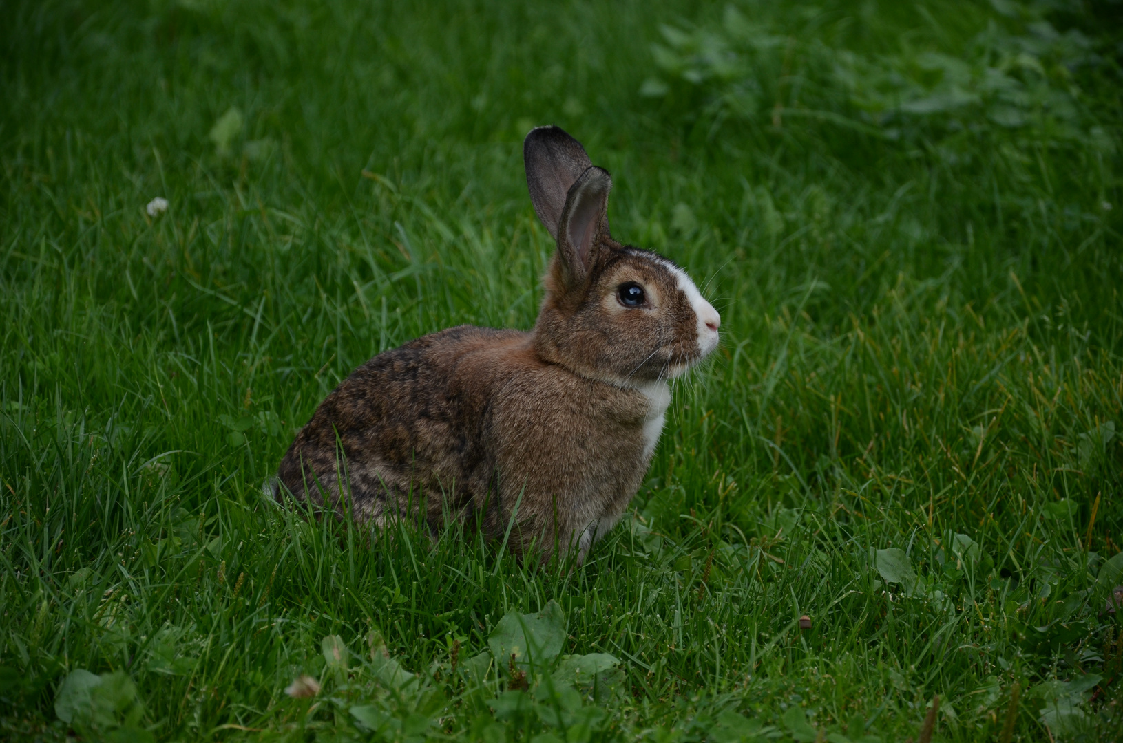 Lolly Bunny