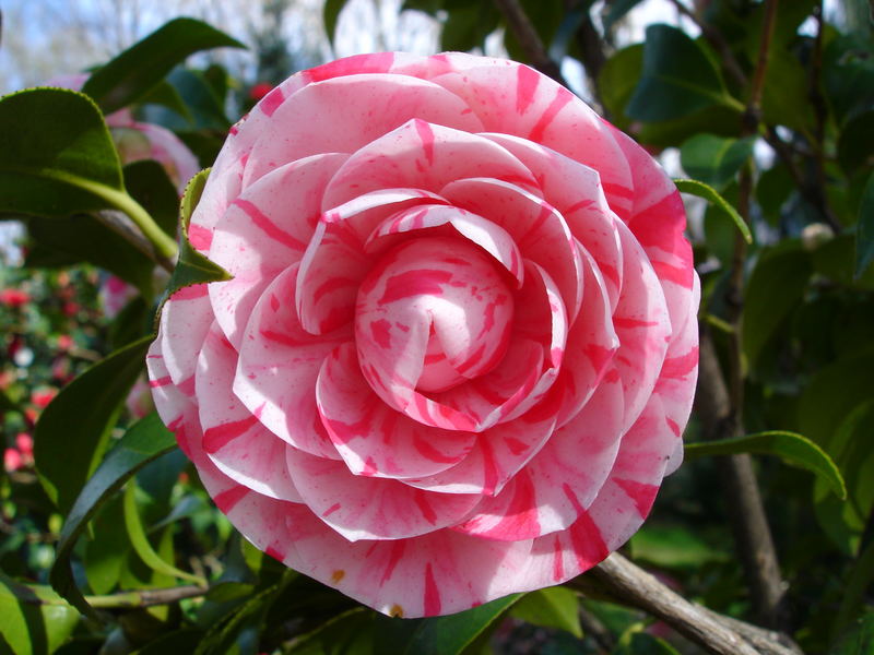 Lolly - Camelia