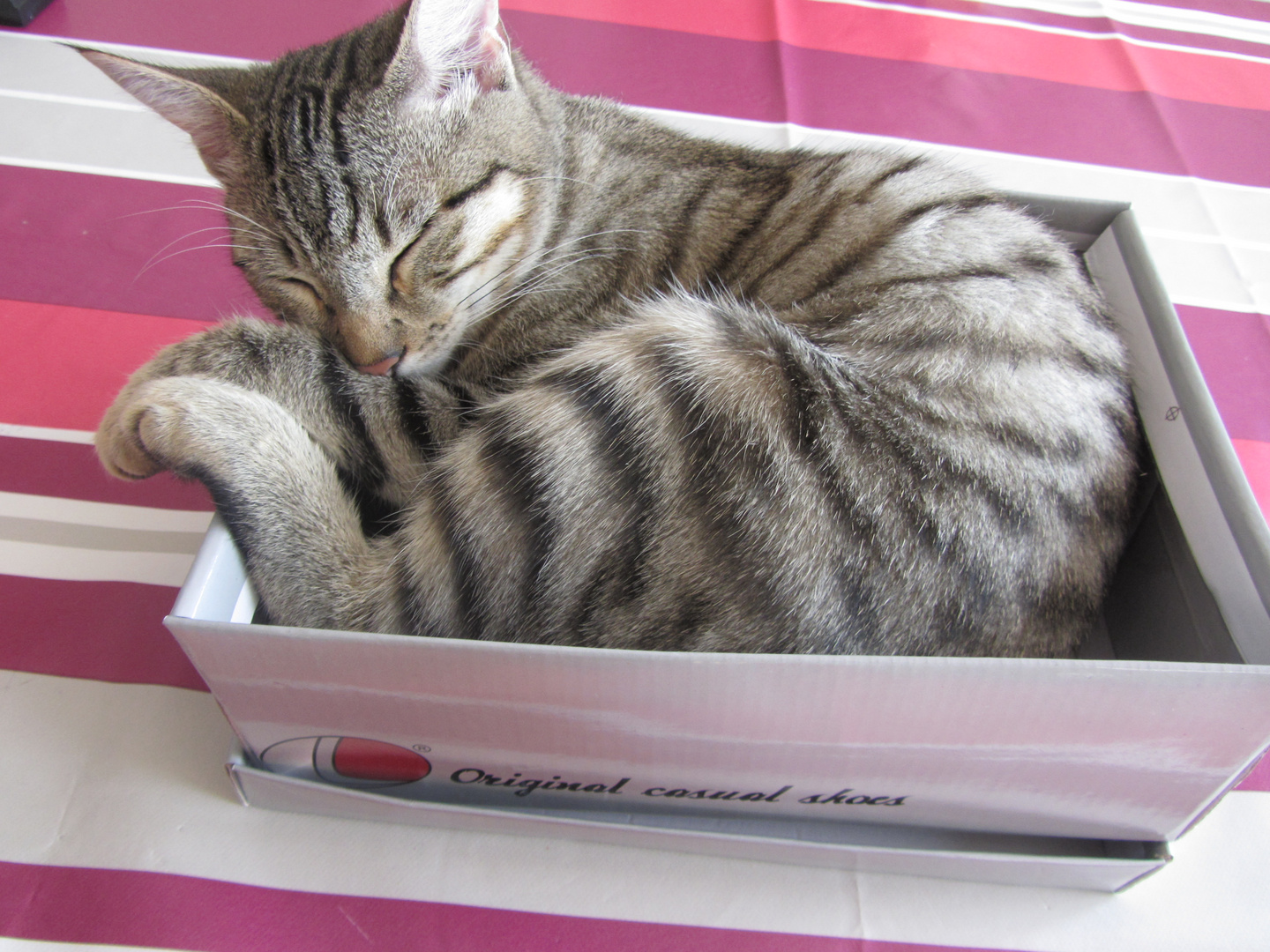 Loly dans la boîte à chaussures