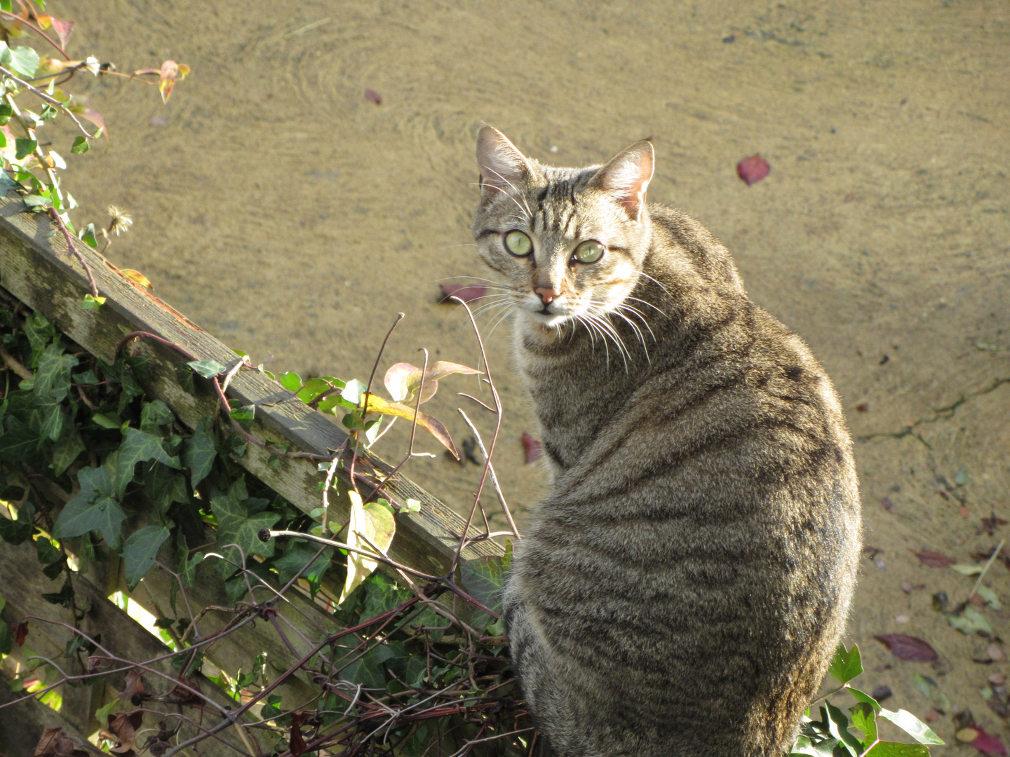 Loly dans le jardin