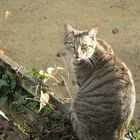 Loly dans le jardin