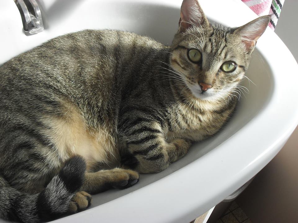 Loly dans le lavabo