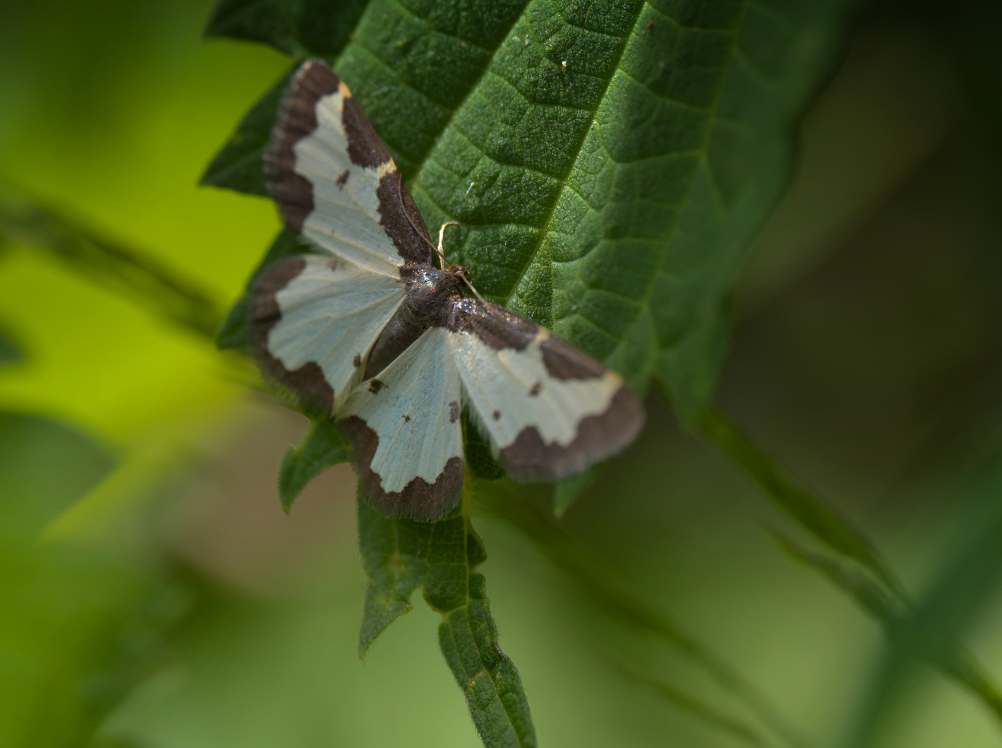 Lomaspilis marginata