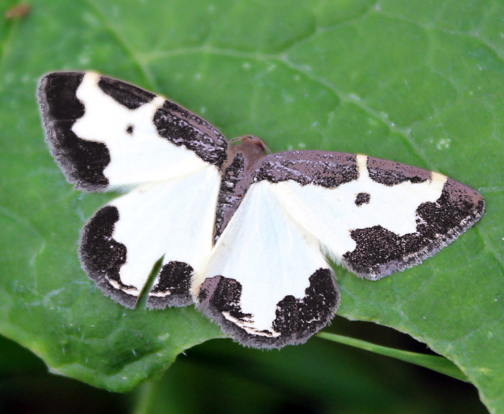  Lomaspilis marginata  - Schwarzrand Harlekin 