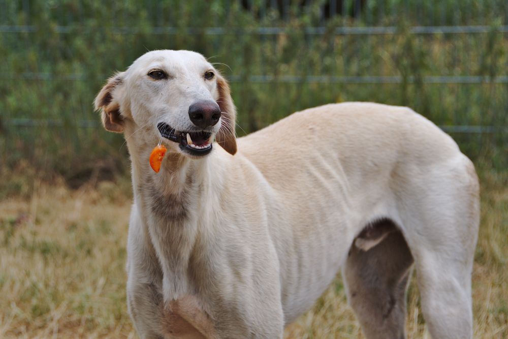 Lombo Karotte Foto &amp; Bild hunde, hund, natur Bilder auf