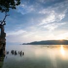 Lombok Mangroves