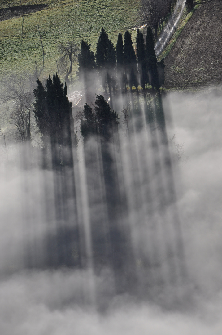 l'ombra dei cipressi nella nebbia