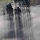 l'ombra dei cipressi nella nebbia