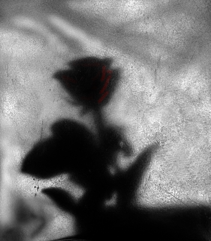 l'ombra di una rosa