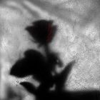 l'ombra di una rosa