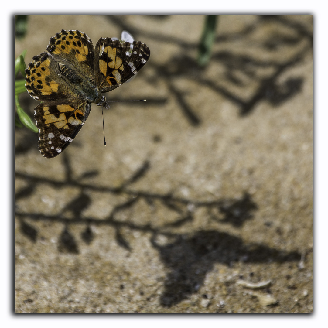 l'ombre du papillon