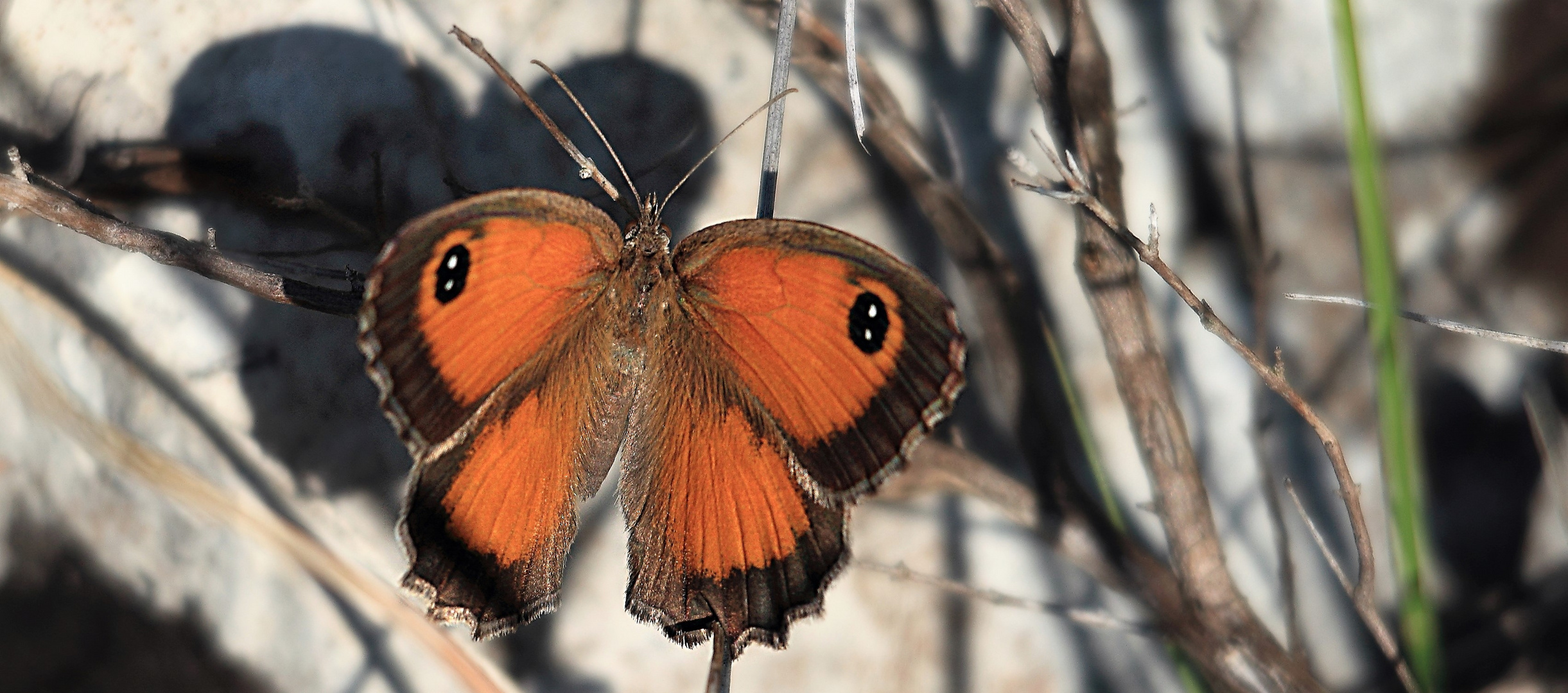 L'OMBRE DU PAPILLON