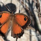 L'OMBRE DU PAPILLON