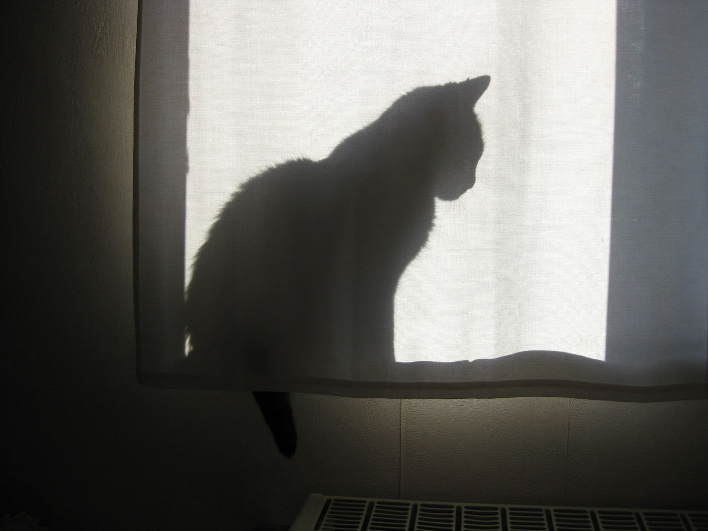 l'ombre d'un chat