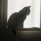 l'ombre d'un chat