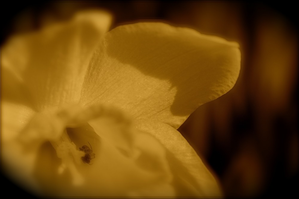 Lomo Spider