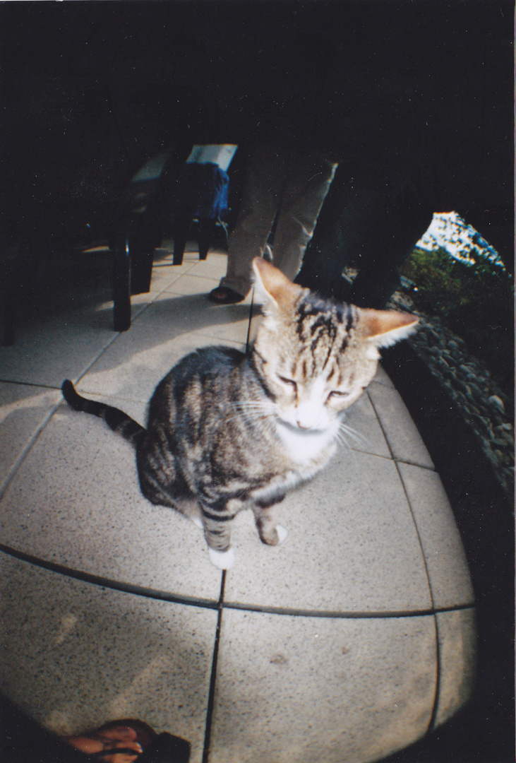 Lomographie Katze