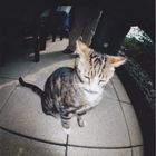 Lomographie Katze