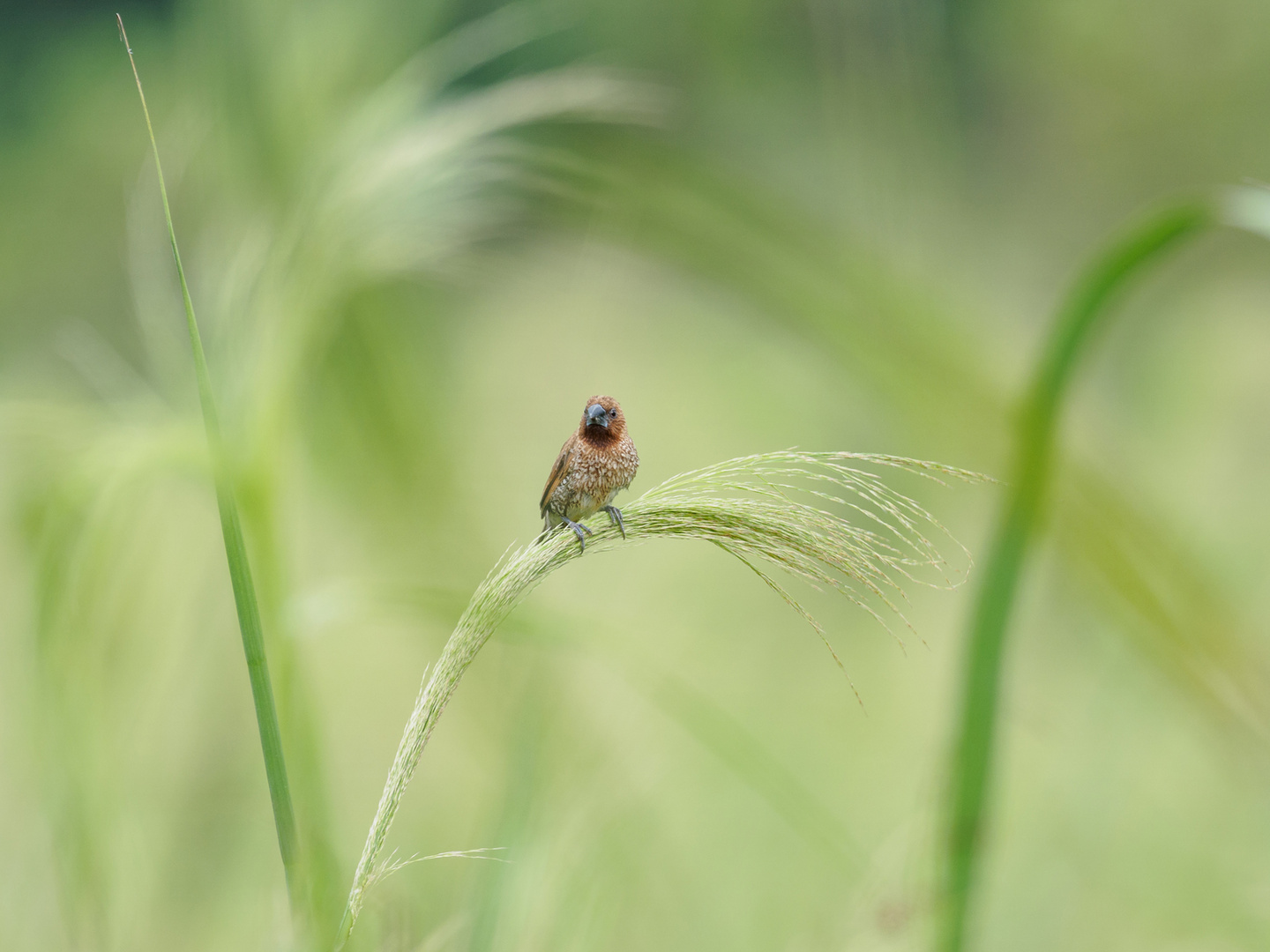 Lonchura punctulata Foto & Bild asia, thailand, tiere Bilder auf